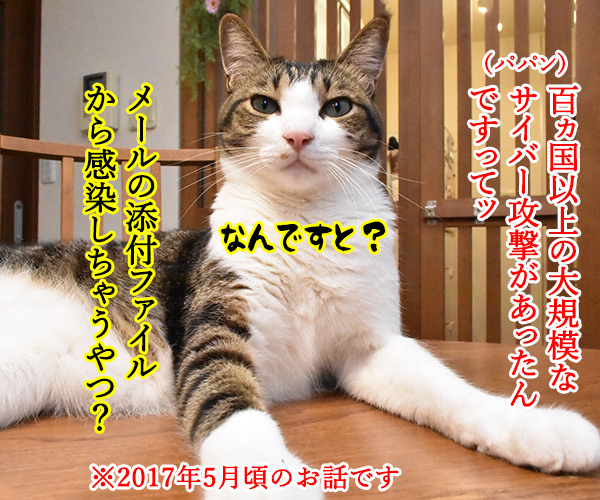 ウィスルによる大規模サイバー攻撃があったんですってッ　猫の写真で４コマ漫画　１コマ目ッ