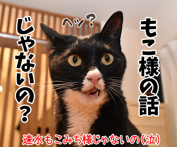 眞子さま ご婚約おめでとうございますッ　猫の写真で４コマ漫画　４コマ目ッ