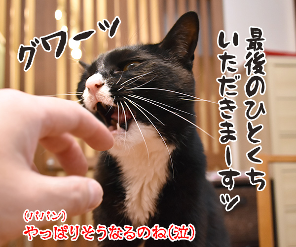 大食い系ユーチューバー 木下だいず　猫の写真で４コマ漫画　４コマ目ッ