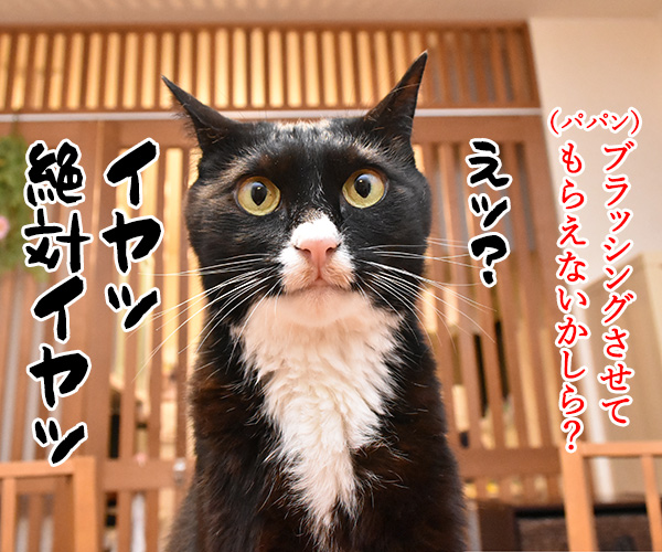 ブラッシングさせてちょうだいッ　猫の写真で４コマ漫画　１コマ目ッ