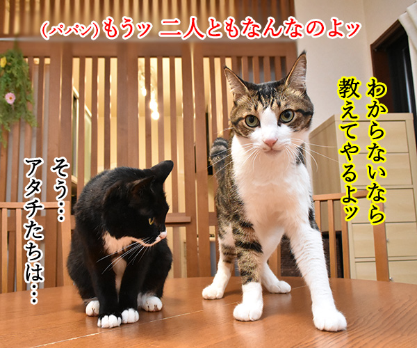 ブラッシングさせてちょうだいッ　猫の写真で４コマ漫画　３コマ目ッ