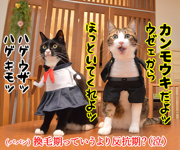 ブラッシングさせてちょうだいッ　猫の写真で４コマ漫画　４コマ目ッ