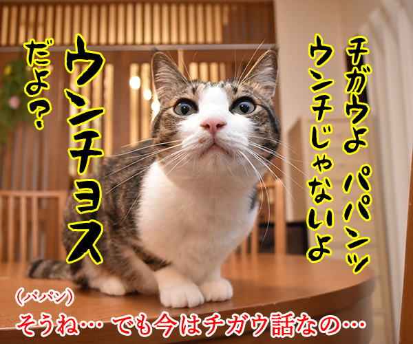 パパンのブログって…　猫の写真で４コマ漫画　２コマ目ッ