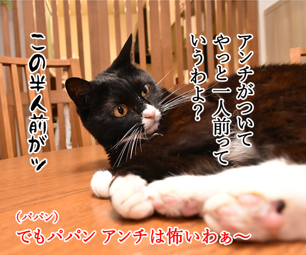 パパンのブログって…　猫の写真で４コマ漫画　３コマ目ッ