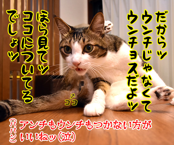 パパンのブログって…　猫の写真で４コマ漫画　４コマ目ッ