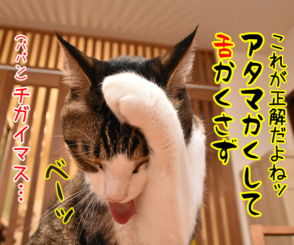 今日の格言　アタマかくして…　猫の写真で４コマ漫画　２コマ目ッ