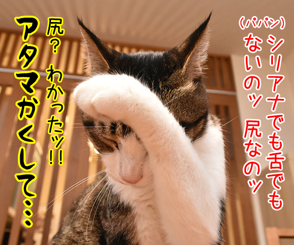 今日の格言　アタマかくして…　猫の写真で４コマ漫画　３コマ目ッ