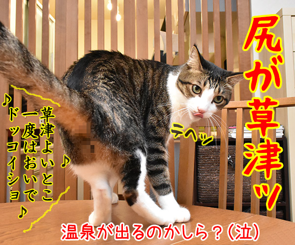 今日の格言　アタマかくして…　猫の写真で４コマ漫画　４コマ目ッ