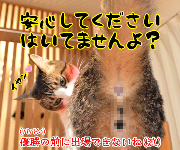 『R-1ぐらんぷり』に出たいのよッ　猫の写真で４コマ漫画　４コマ目ッ