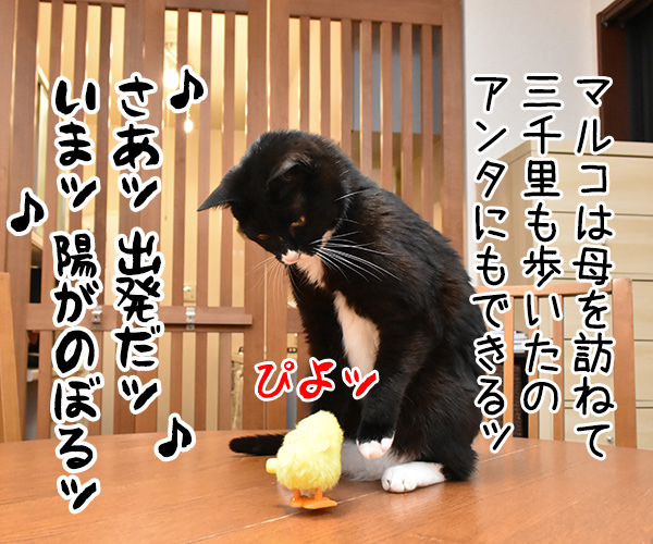 ひよこ ぴょこぴょこ　猫の写真で４コマ漫画　２コマ目ッ