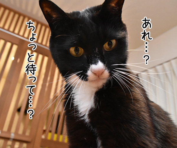 ひよこ ぴょこぴょこ　猫の写真で４コマ漫画　３コマ目ッ