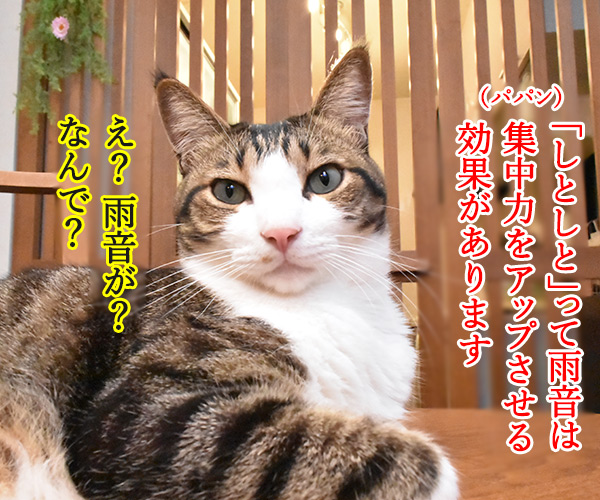 しとしと雨音は集中力をアップさせるのよッ　猫の写真で４コマ漫画　２コマ目ッ