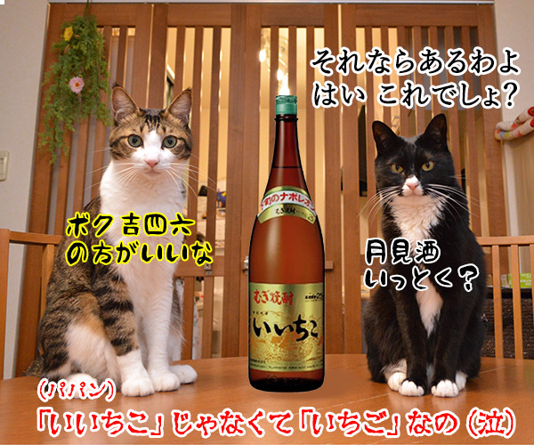 きょうは『ストロベリームーン』なんですってッ　猫の写真で４コマ漫画　４コマ目ッ