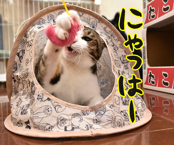 そんな顔しないで…　猫の写真で４コマ漫画　３コマ目ッ