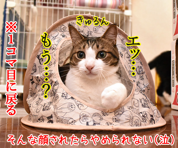 そんな顔しないで…　猫の写真で４コマ漫画　４コマ目ッ