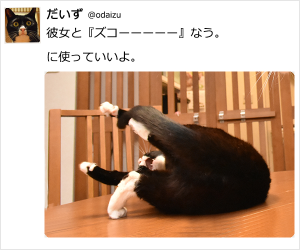 『～なう。に使っていいよ。』ってやってみたのッ　猫の写真で４コマ漫画　３コマ目ッ