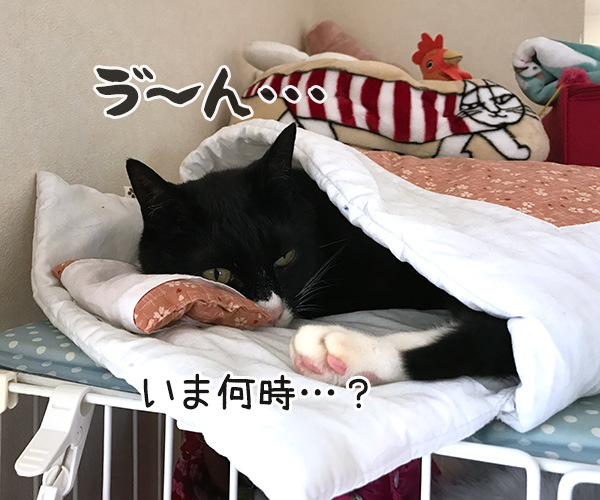 もう朝だよー　起きてー　猫の写真で４コマ漫画　２コマ目ッ