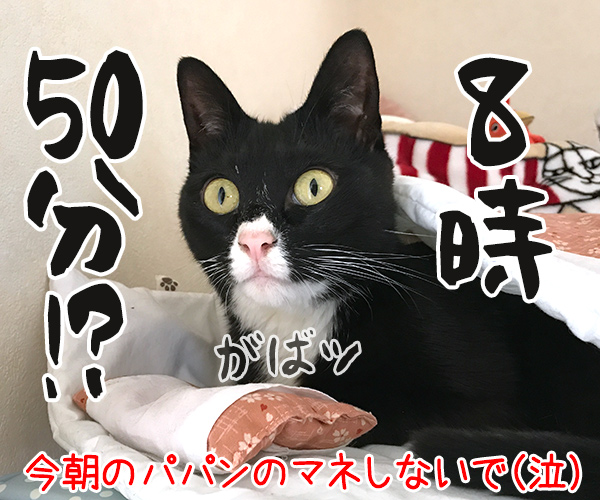 もう朝だよー　起きてー　猫の写真で４コマ漫画　４コマ目ッ