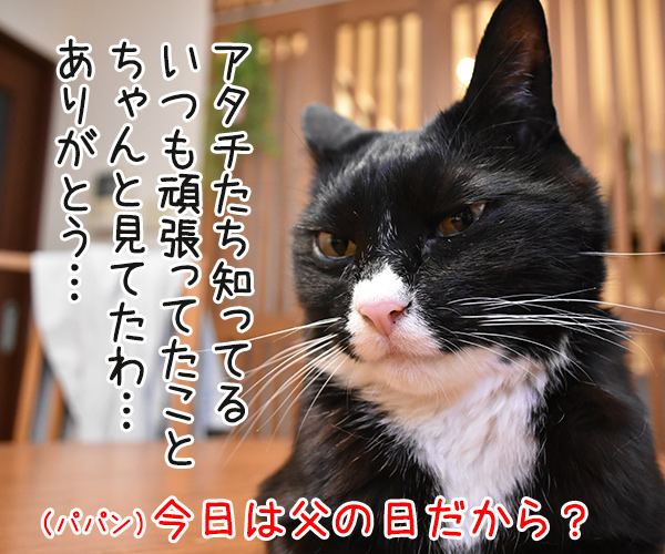 きょうは父の日だものッ　猫の写真で４コマ漫画　２コマ目ッ