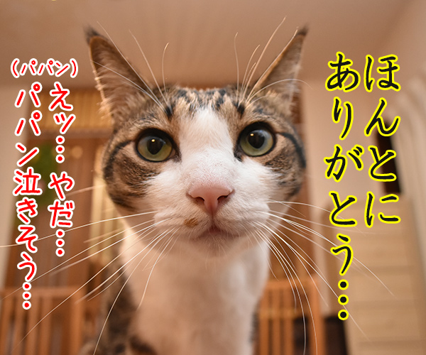 きょうは父の日だものッ　猫の写真で４コマ漫画　３コマ目ッ