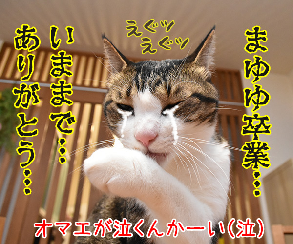 きょうは父の日だものッ　猫の写真で４コマ漫画　４コマ目ッ