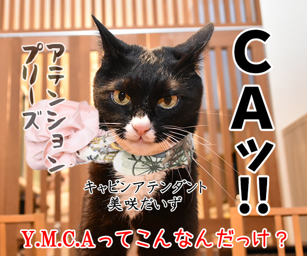 ヤングマン Y.M.C.A　猫の写真で４コマ漫画　４コマ目ッ