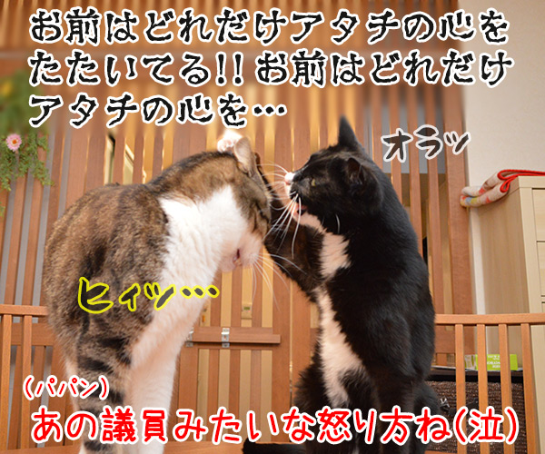 まるであの離党した女性議員と秘書みたいに…　猫の写真で４コマ漫画　２コマ目ッ