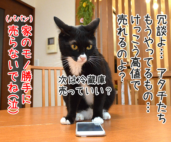 メルカリってご存知？　猫の写真で４コマ漫画　３コマ目ッ