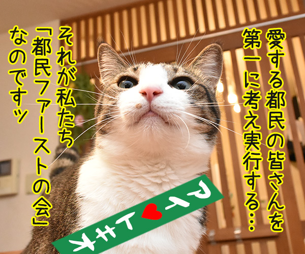 東京都議会選挙で注目のあの会は…　猫の写真で４コマ漫画　２コマ目ッ