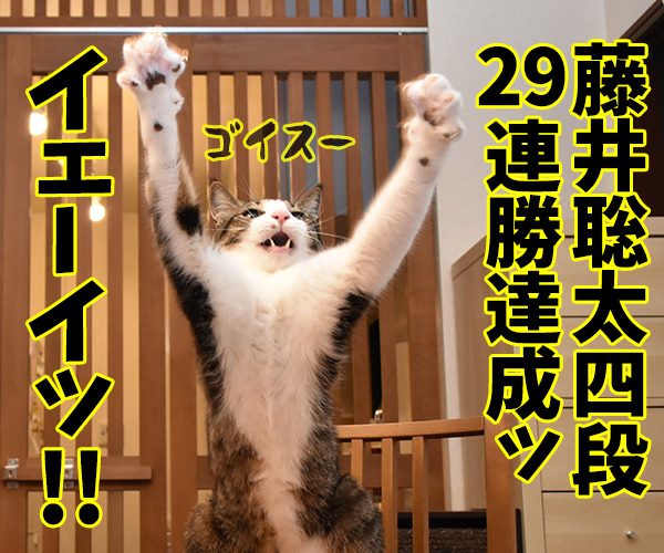 藤井聡太四段が前人未到の29連勝を達成したんですってッ 猫の写真で4コマ漫画 1コマ目ッ