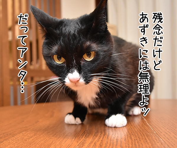 藤井聡太四段が前人未到の29連勝を達成したんですってッ 猫の写真で4コマ漫画 3コマ目ッ