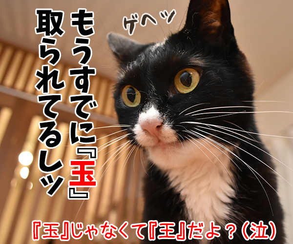 藤井聡太四段が前人未到の29連勝を達成したんですってッ 猫の写真で4コマ漫画 4コマ目ッ