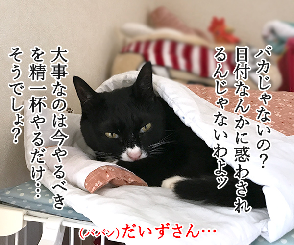 今日で６月も終わり… 今年も半分終わっちゃう…　猫の写真で４コマ漫画　２コマ目ッ