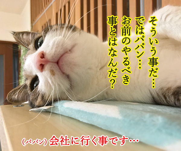 今日で６月も終わり… 今年も半分終わっちゃう…　猫の写真で４コマ漫画　３コマ目ッ