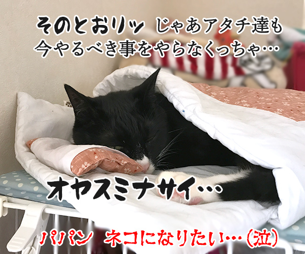 今日で６月も終わり… 今年も半分終わっちゃう…　猫の写真で４コマ漫画　４コマ目ッ