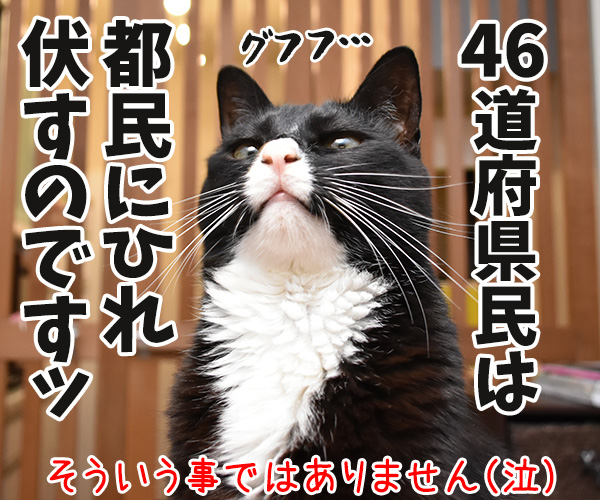 都議選は『都民ファーストの会』が圧勝！！自民は惨敗なんですってッ　猫の写真で４コマ漫画　４コマ目ッ