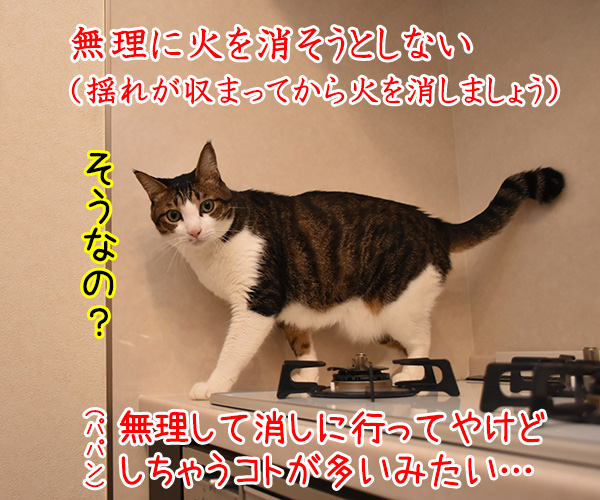 緊急地震速報の訓練が実施されるんですってッ　猫の写真で４コマ漫画　２コマ目ッ