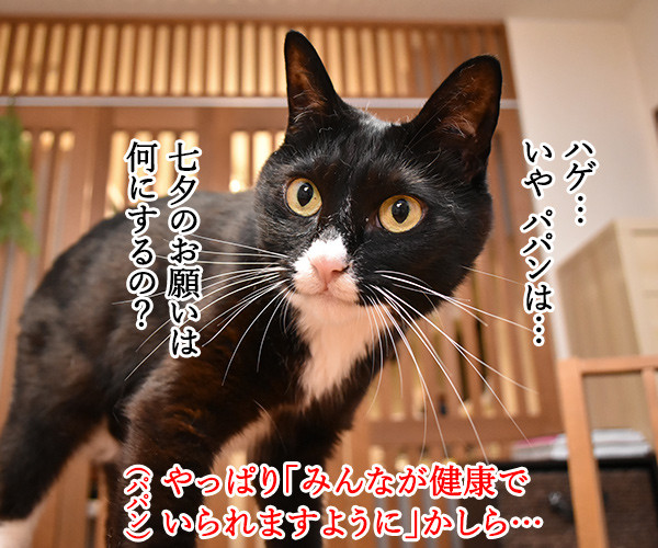 七夕の願いごとってなぁに？　猫の写真で４コマ漫画　２コマ目ッ