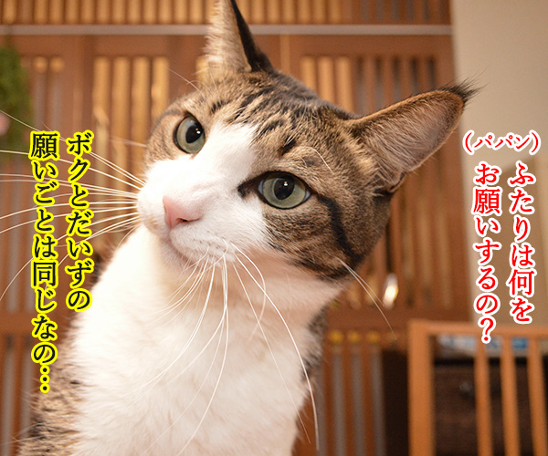 七夕の願いごとってなぁに？　猫の写真で４コマ漫画　３コマ目ッ