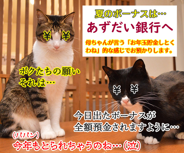 七夕の願いごとってなぁに？　猫の写真で４コマ漫画　４コマ目ッ