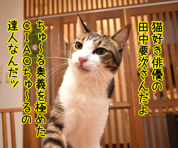 ちゅ～るの達人『プロちゅーらー』は田中要次さんなのッ　猫の写真で４コマ漫画　２コマ目ッ