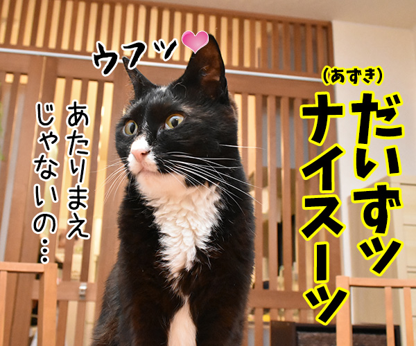 ７月１３日は『ナイスの日』なんですってッ　猫の写真で４コマ漫画　２コマ目ッ