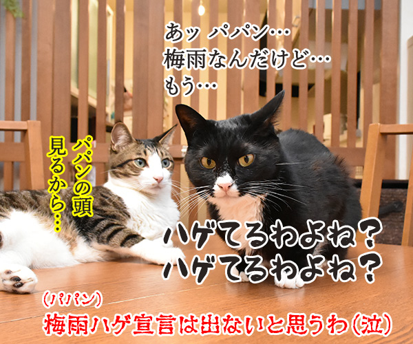 梅雨のアレ… まだ出ないのかしら？　猫の写真で４コマ漫画　４コマ目ッ