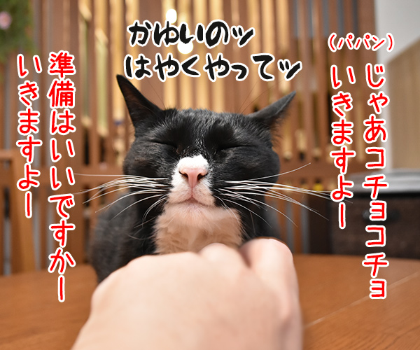 アゴがッ アゴがかゆいのよッ　猫の写真で４コマ漫画　２コマ目ッ