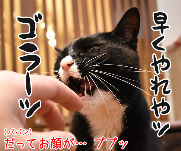 アゴがッ アゴがかゆいのよッ　猫の写真で４コマ漫画　４コマ目ッ