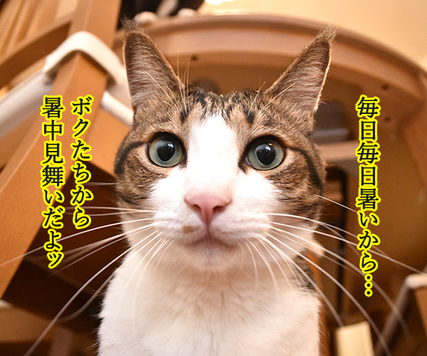 毎日暑いから 暑中お見舞い申し上げます　猫の写真で４コマ漫画　１コマ目ッ