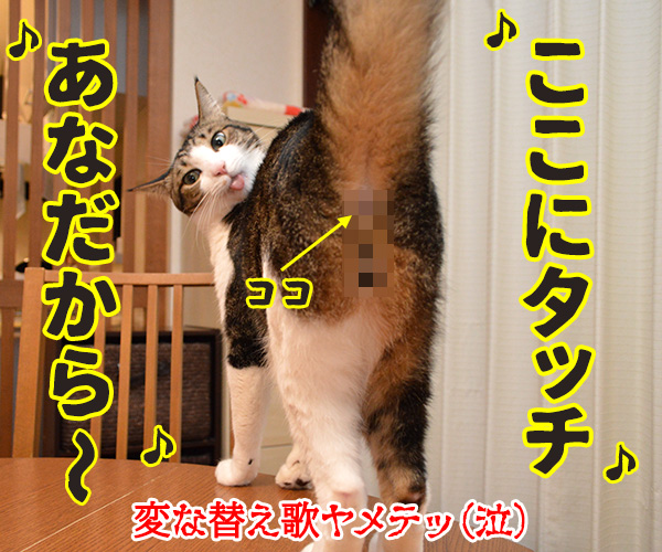 タッチ　猫の写真で４コマ漫画　４コマ目ッ