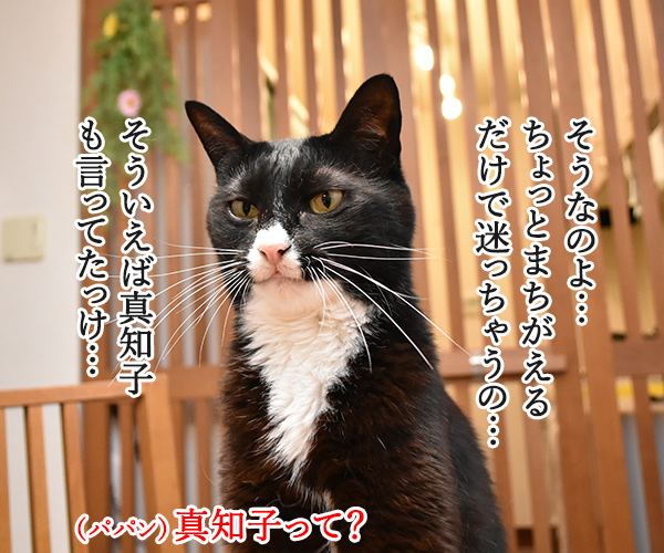 夏は脱走して迷子になっちゃう猫さんが多いんですってッ　猫の写真で４コマ漫画　３コマ目ッ