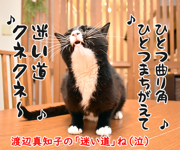 夏は脱走して迷子になっちゃう猫さんが多いんですってッ　猫の写真で４コマ漫画　４コマ目ッ