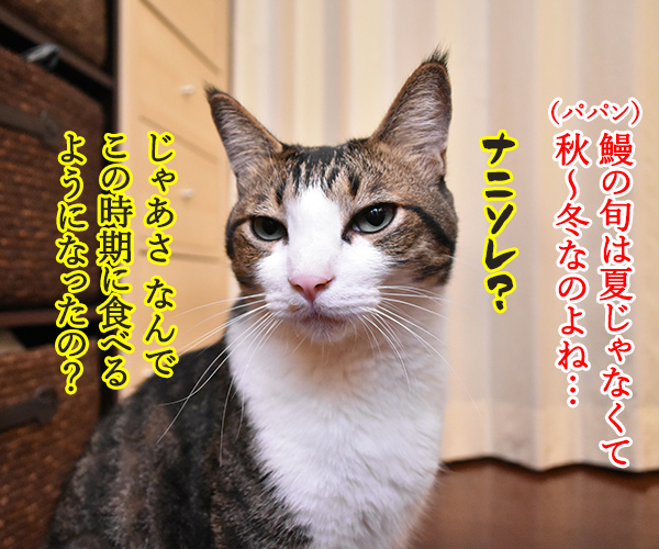 土用の丑の日とうなぎと平賀源内　猫の写真で４コマ漫画　２コマ目ッ